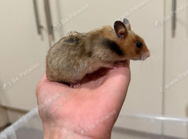 Beautiful Syrian hamster