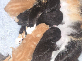 Main coon cross kittens.