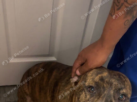 Mix breed stud