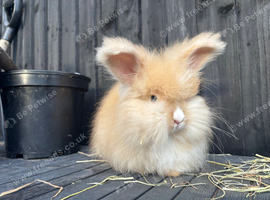 Angora Babies