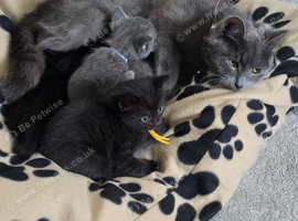 2 Girl Kittens