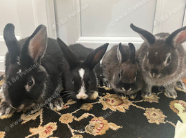 beautiful dwarf rabbits