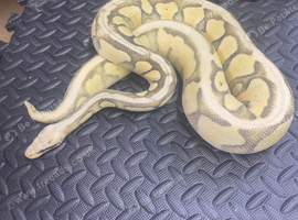 Super pastel desert ghost female