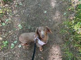 3yr old dachshund for sale