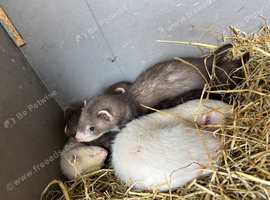Ferret hobs available