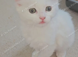 Two fluffy kittens for sale