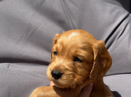Beautiful Cocker spaniels puppies