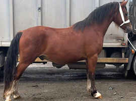 2 year old gelding