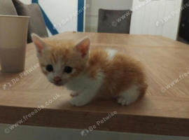 2 female and 1 male ginger kittens