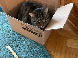 Loving tabby cat for sale