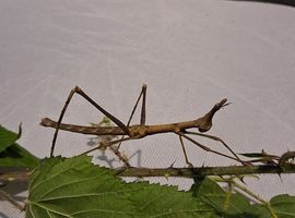 2 Female Horsehead Grasshoppers with setup