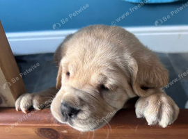 CANE CORSO PUPPIES LOOKING FOR THEIR FOREVER HOMES
