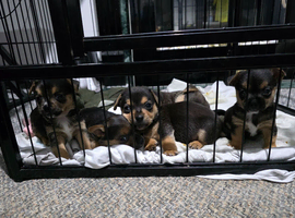 Chorkie/Jacawawa