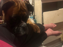 Puppies for sale