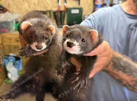 Eh hob ferrets