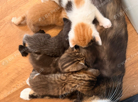 Kittens looking for forever