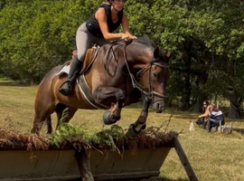 Super safe hunts horse / riding school dream