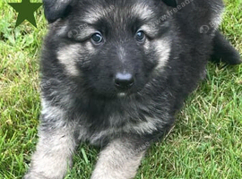 Beautiful German Shepherd Puppies