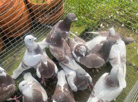 Bricoux pigeons
