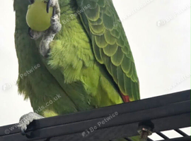 Blue fronted Amazon parrot