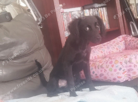 puppy needing new home