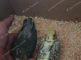 Baby cockatiel