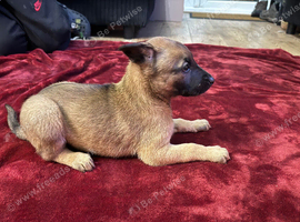 Belgian shepherd puppies