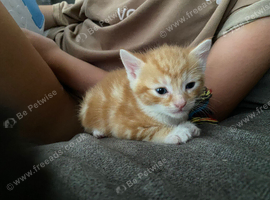 Kittens for sale