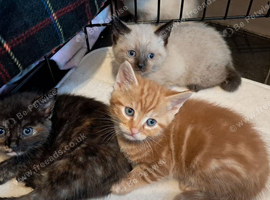 Male kitten for sale