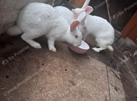 New Zealand rabbits for sale
