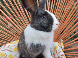 Male lionhead cross rabbits