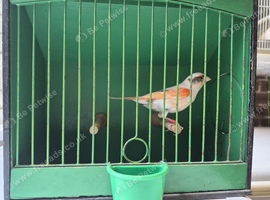 2 hen canaries