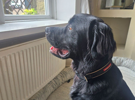 Rottie x Sprocker