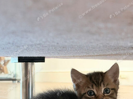 Stunning british shorthair male kitten looking for a loving forever home