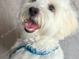 Bichon puppy