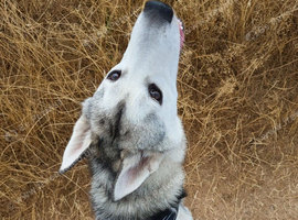 Beautiful 7 month old Siberian puppy - Male