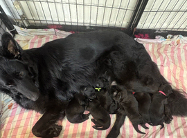 Black German shepherd