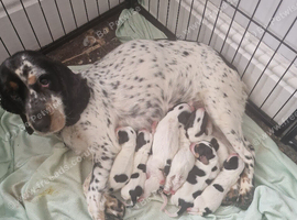 Litter of 7 bocker puppies