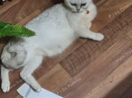 Beautiful bsh female