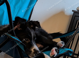 15 week old male border collie