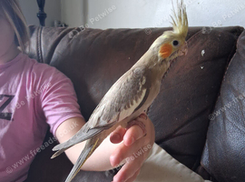 Hand reared cockateil