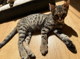 LAST ONE LEFT - MALE stunning Glitter Coat bengals