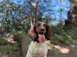 Beautiful KC Registered Female Springer Spaniel