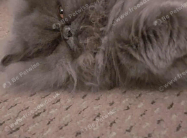 Persian!chinchilla