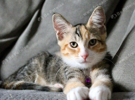 17 week old kitten needs new home