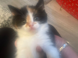 kittens ready to go