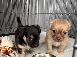 Adorable chihuahua puppies