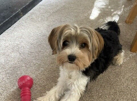 10 month old - Biewer Terrier
