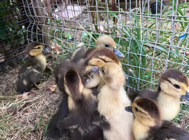 Muscovy duckings