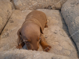Miniature dachshund pups